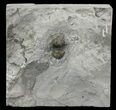 Bumastus Ioxus Trilobite - New York #68517-1